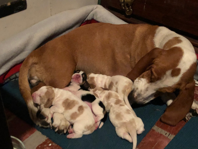 baby AKC Basset Hounds