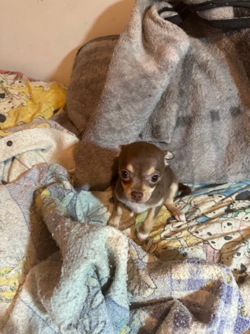 Chihuahua – chihuahuas need a home