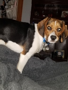 Beagle – Young Beaglier