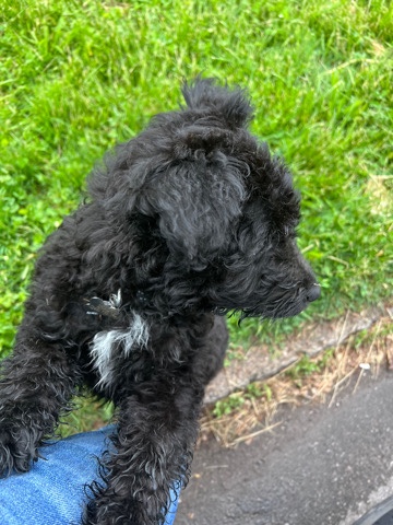 Poodle – Aussiedoodle Puppy for sale