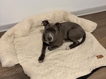 American Pit Bull Terrier – Shiloh – Jacksonville