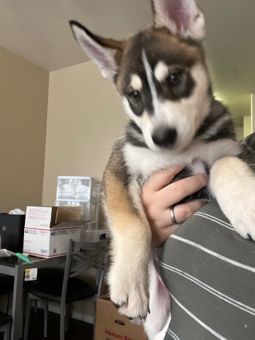 Siberian Husky – 9 week old husky
