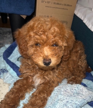 Poodle – miniature poodle for sale