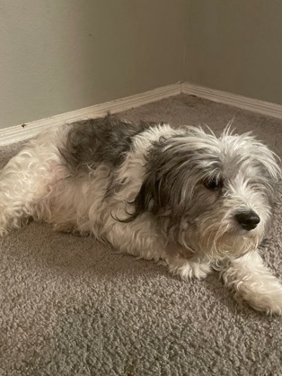 Shih Tzu – shih tzu maltese please pick her up she’s lonely