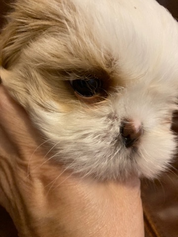 Shih Tzu – Shih Tzu Puppies for Sale