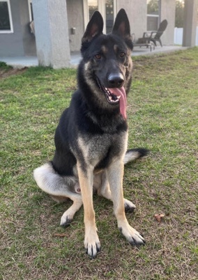 Old German Shepherd Dog – Max