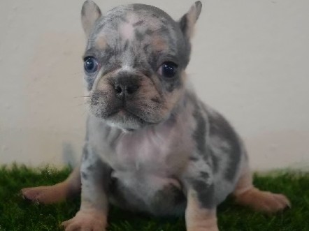 French Bulldog – French Bulldog Female – Monroe Township