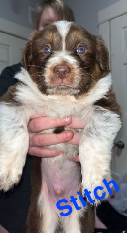 Australian Shepherd – Aussie puppies!