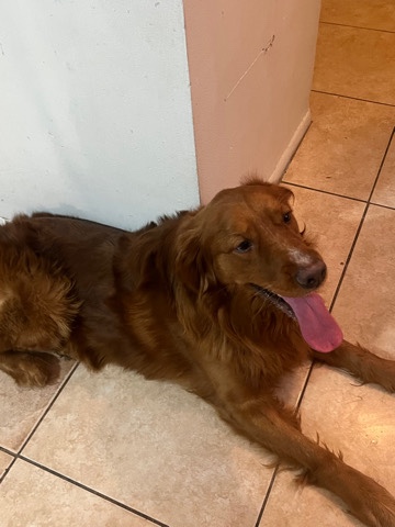Golden Retriever – pure male golden retriever