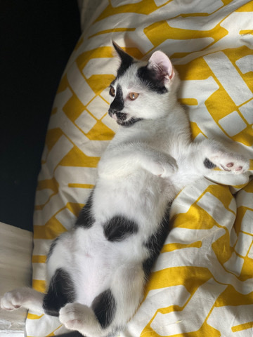American Shorthair – her name is Sofia