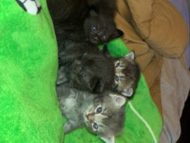 Siamese – kittens – Chester