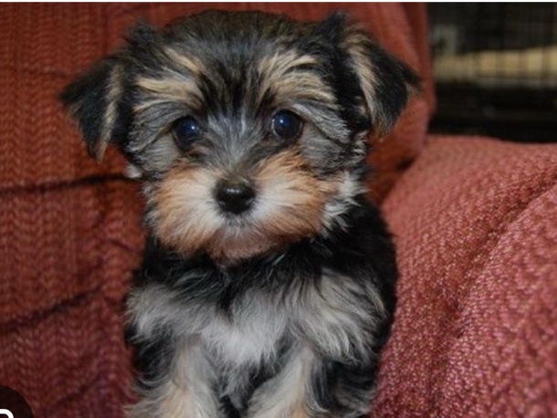Morkie – morkies coming soon – Plantation