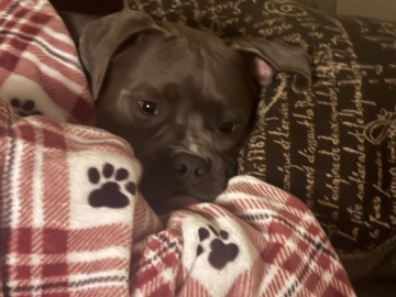 Boxer – boxer pitbull mix 11 months old – Moreno Valley