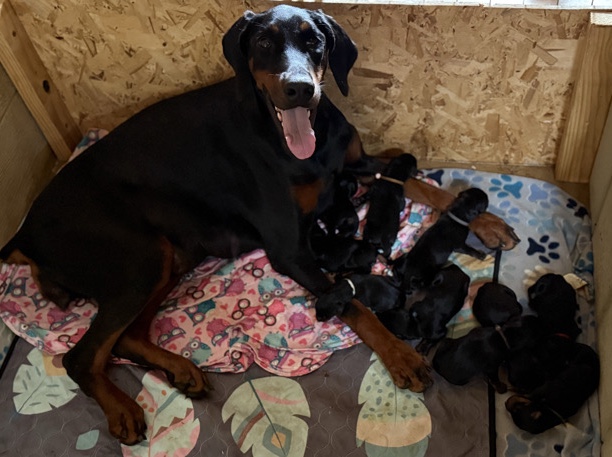 Doberman Pinscher – AKC European Doberman Puppies – New Braunfels