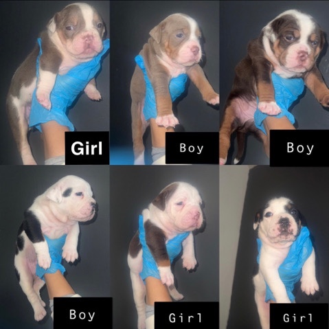 Olde English Bulldogge – olde English bulldog