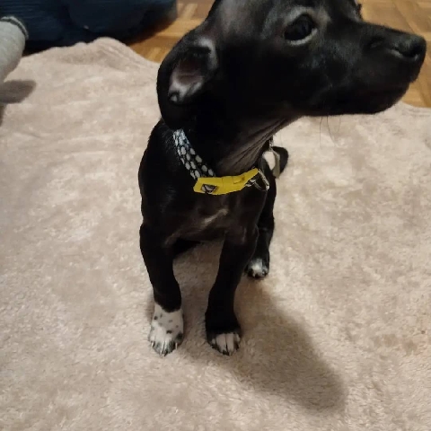 male and female Chihuahua mix puppies
