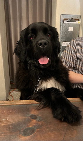 Newfoundland – Newfoundland