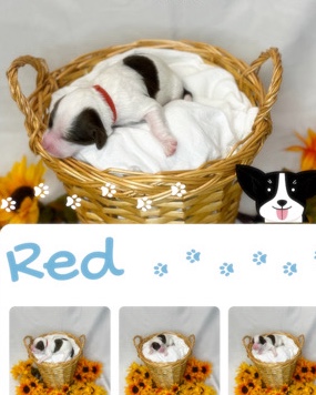 Portuguese Water Dog – Puppy Red Female