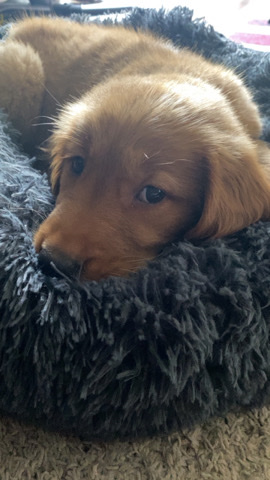 Golden Retriever – miley