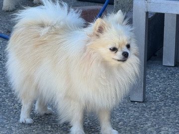 Pomeranian – Beautiful Thailand Imported Pomeranian – San Jose
