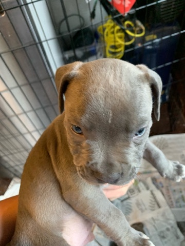 American Pit Bull Terrier – blue nose bullies