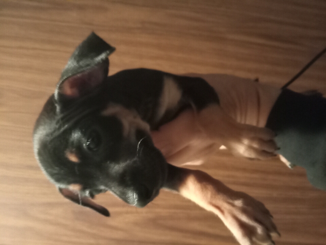 Miniature Pinscher – Fierce energetic fiesty little minpins