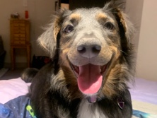 Border Collie – Rehoming – Denver