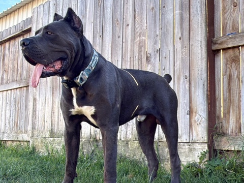 Cane Corso – re home cane corso – San Francisco