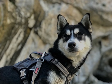 Siberian Husky – rehoming my beloved family husky – North Las Vegas