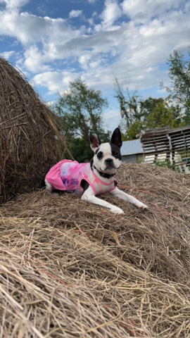 sweet girl needs a good home 