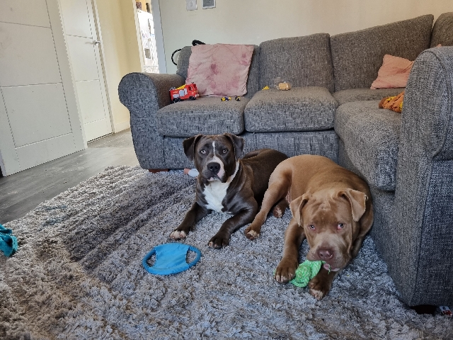 American Bulldog – 2 bully boys
