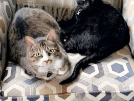 Cat for rehoming – Madison Heights