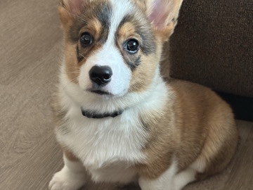 Pembroke Welsh Corgi – Energentic Corgi – Navasota