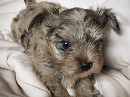 Yorkshire Terrier – Daisy - Kb Merle Yorkshire Terrier – Brainerd