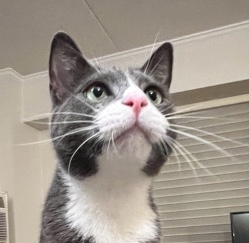 American Shorthair – Singer needs a home!