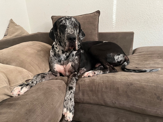 Great Dane – Great Dane for sale