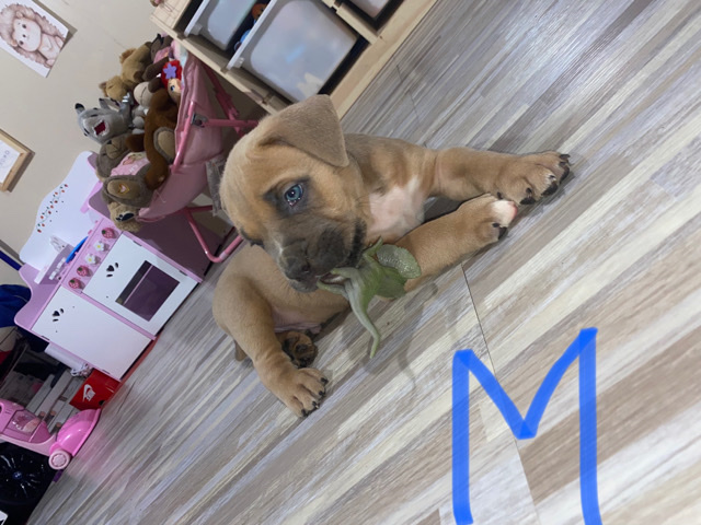 Cane Corso – 9 puppy’s for sale cane corso & American bulldog