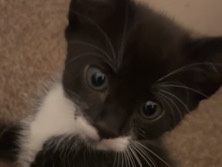 Adorable Male & Female Kittens Looking for a Loving Home 🏡 – London