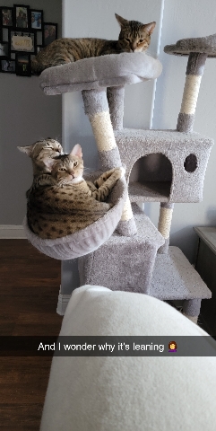 American Shorthair – 3 kittens