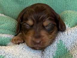 Dachshund – Mini longhair Chocolate and Cream boy 3 – Montrose