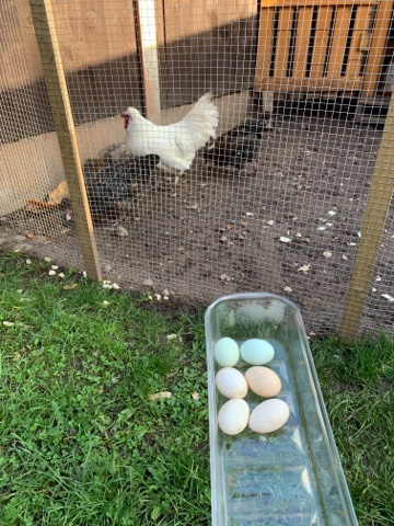 Silkie/Auracana mix