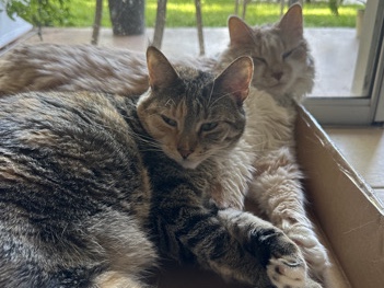 Maine Coon – Bonded pair 🐈 – Fort Lauderdale
