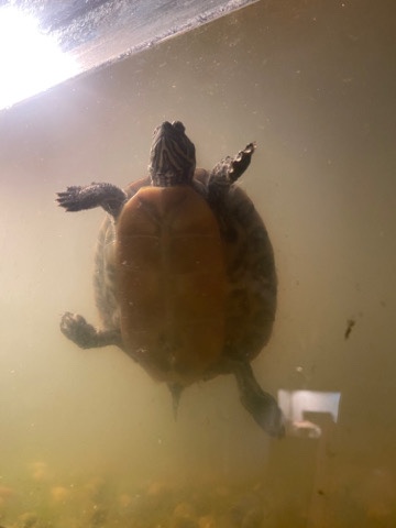 Any – yellow bellied slider for sale