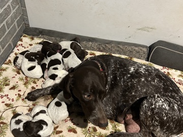  German short hair pointers