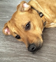 Rhodesian Ridgeback – Rehoming