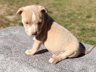 American Bully Puppy – LaGrange