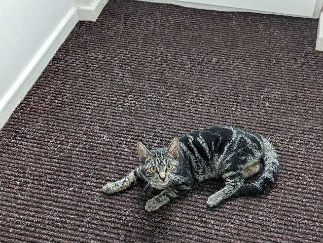 Tabby Kitten