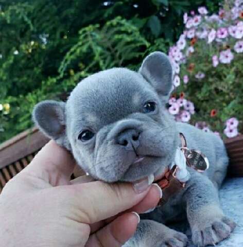 French Bulldog – french bulldog puppies ready