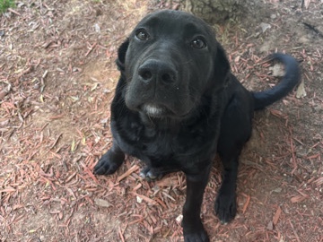 Labrador Retriever – need a new home asap – Stone Mountain