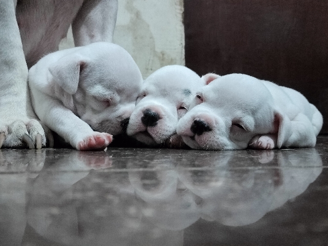 American Bulldog – American bully female puppies